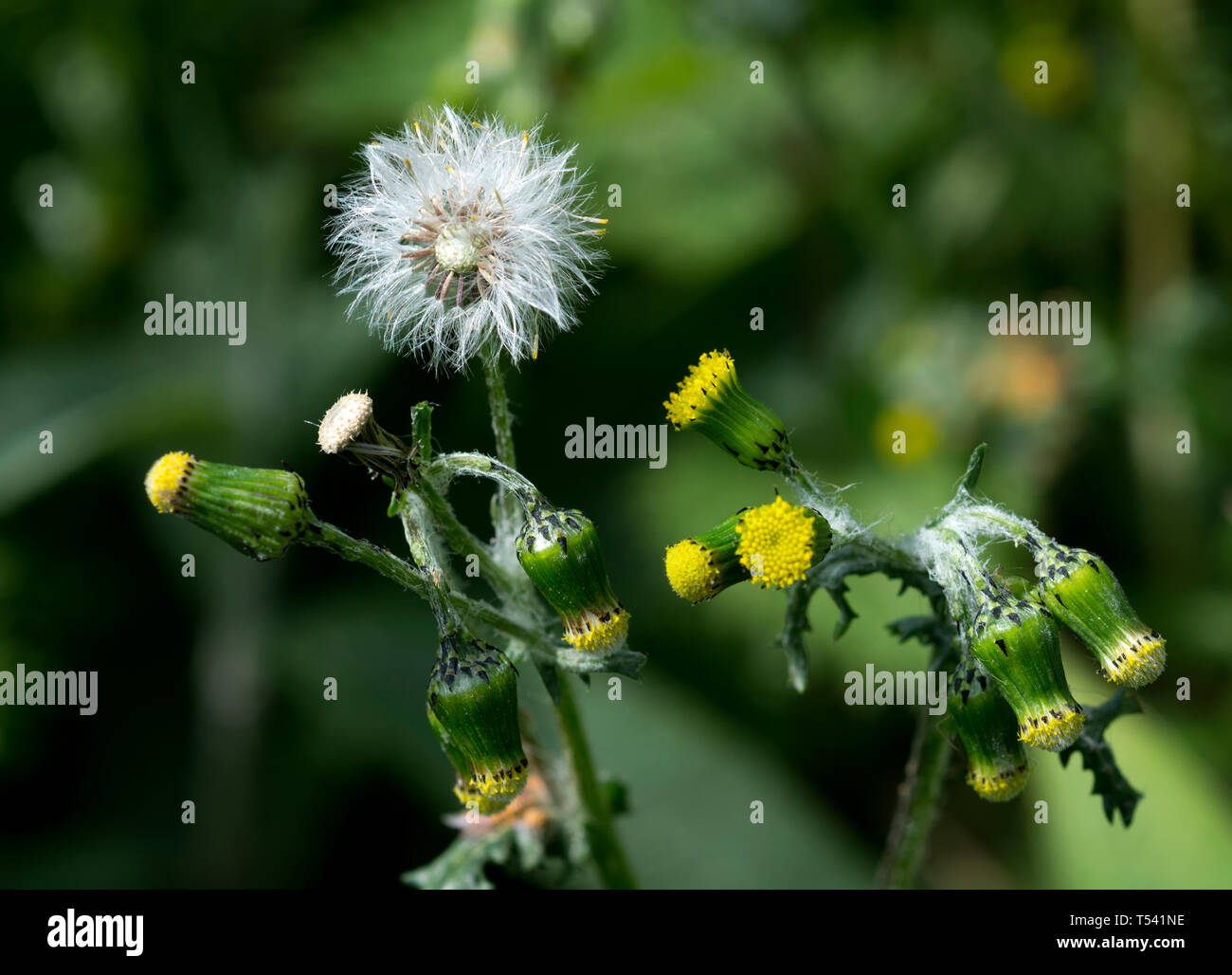 Groundsel comune (Senecio vulgaris), Warwickshire, Regno Unito Foto Stock