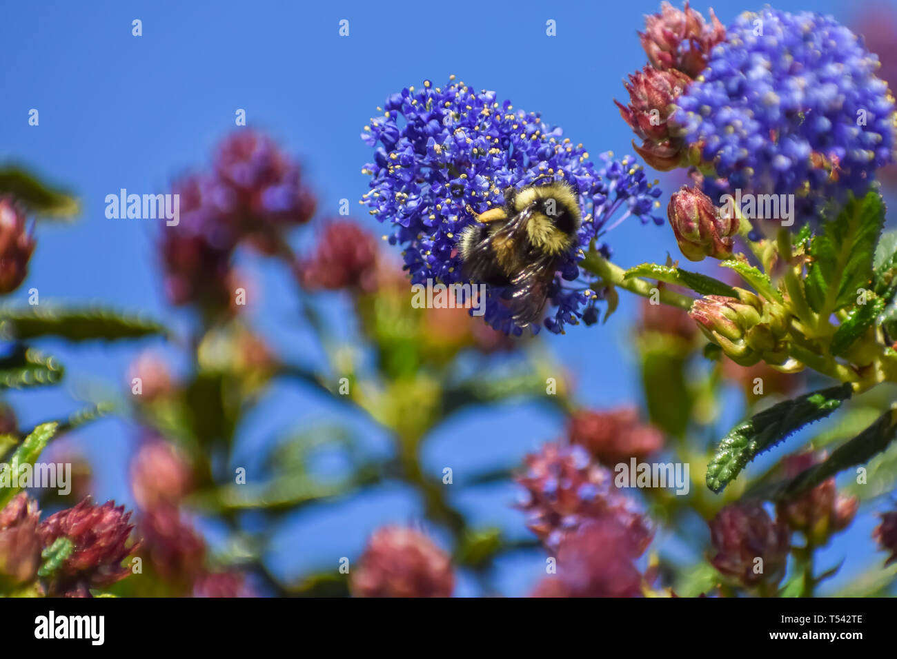 Il giallo e il nero Bumble Bee sul viola fiori di un lilla selvaggia contro lo sfondo di fiori e un cielo blu. Foto Stock