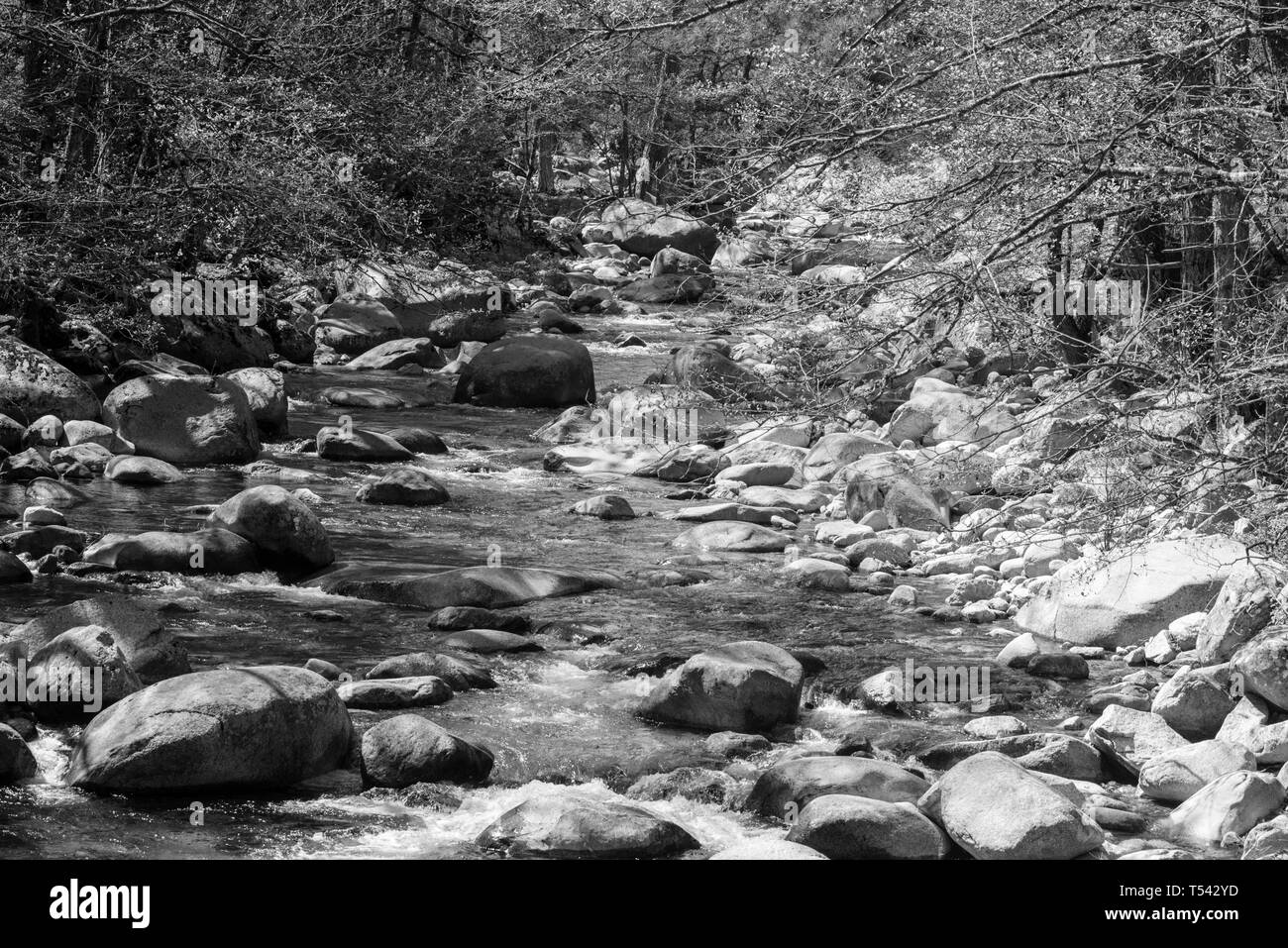 Ruscello di montagna in gola de la Restonica, Carte, Corsica Foto Stock