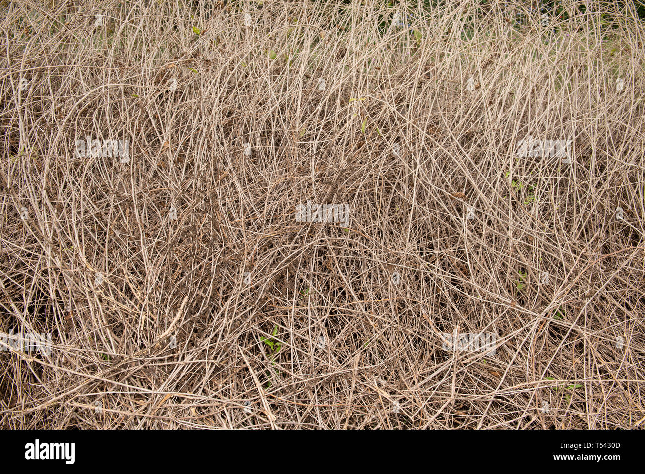 Anno precedente erba secca texture di sfondo. Foto Stock