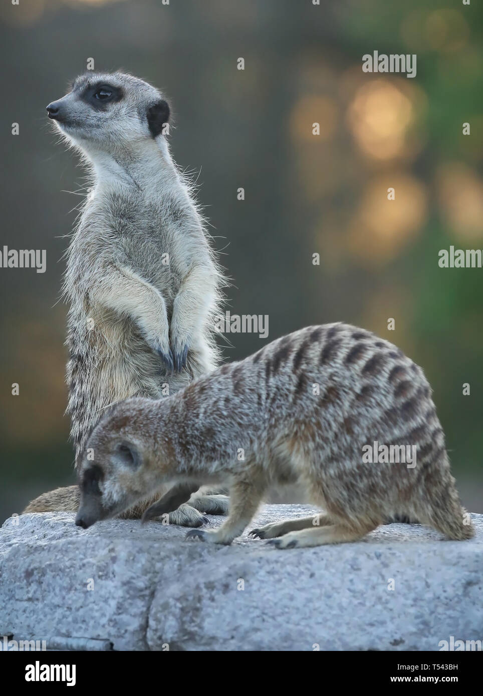 Meerkat closeup seduto su una roccia per esterno Foto Stock