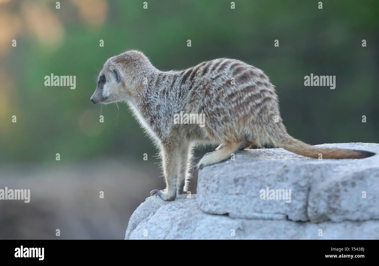 Meerkat closeup seduto su una roccia per esterno Foto Stock