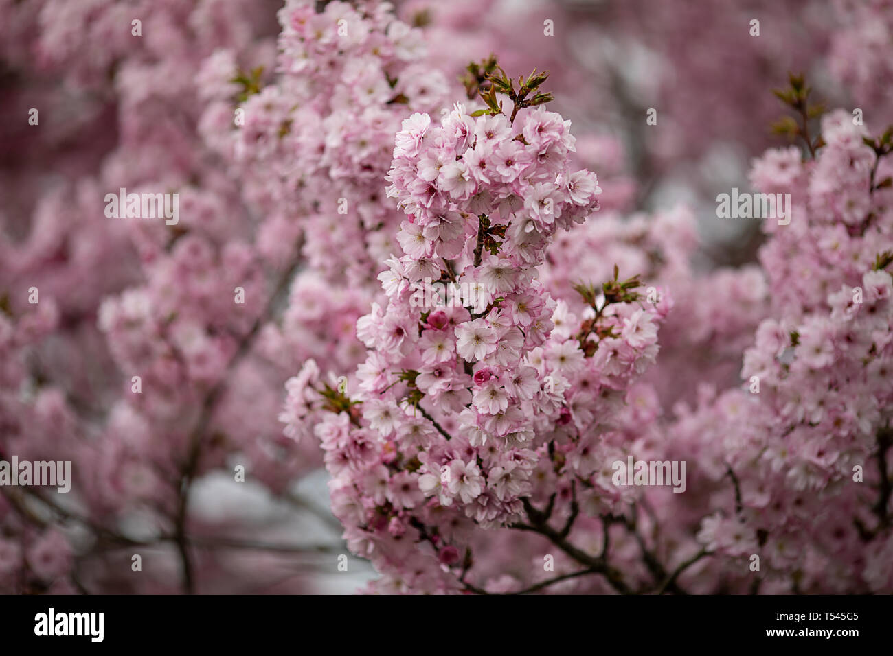 Un mare di fiori di colore rosa nel mese di aprile Foto Stock