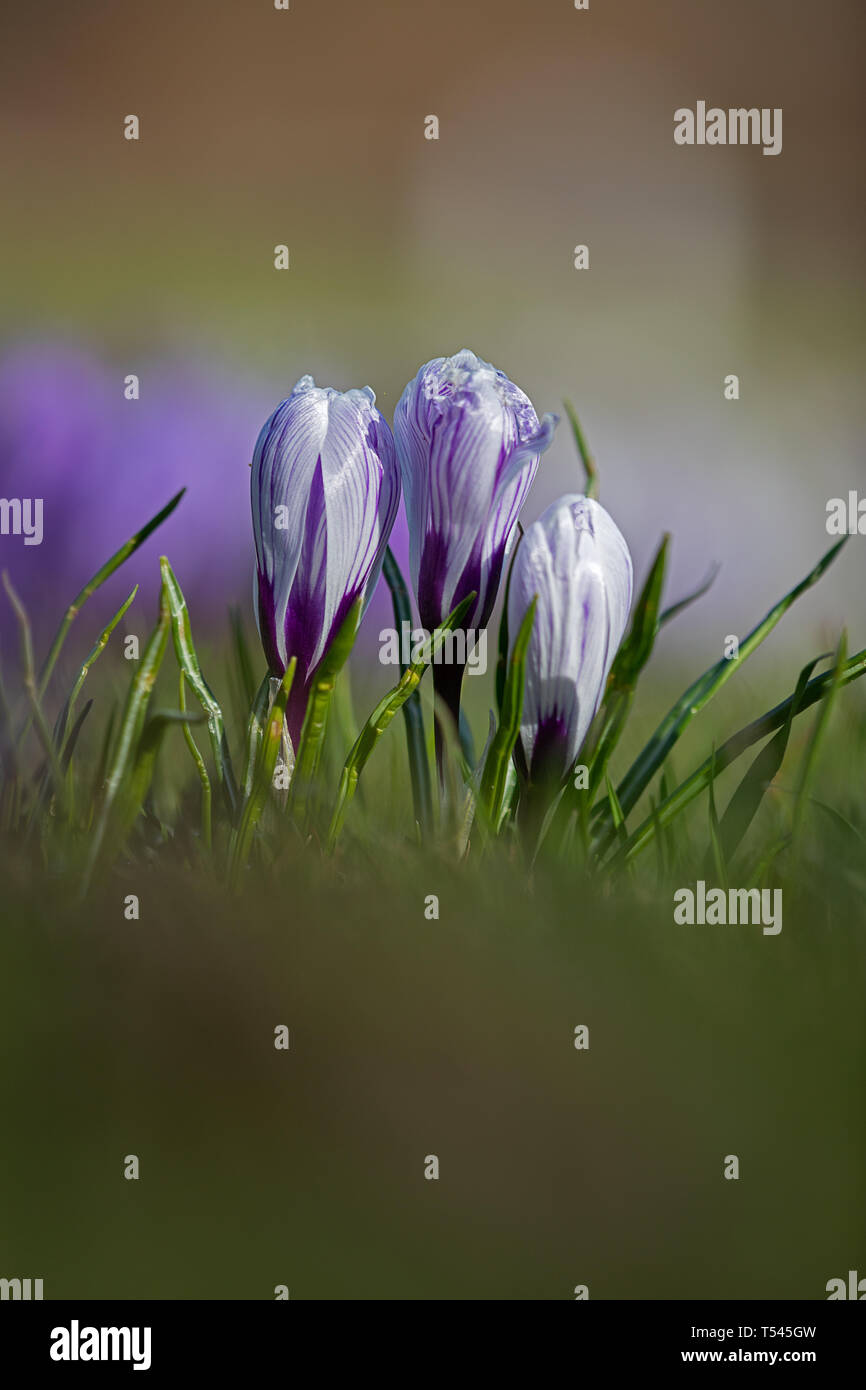3 Poco bianco a strisce Viola di crochi Foto Stock
