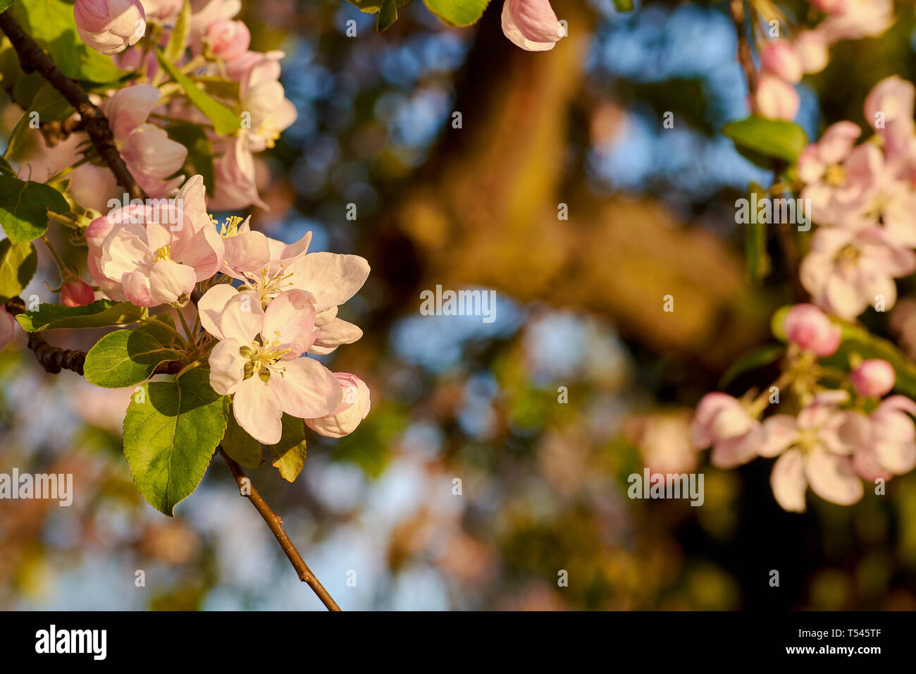 Vista ingrandita del fiore rosa mela albero sul prato in foresta con sole. Sunny serata primaverile con cielo blu. Foto Stock