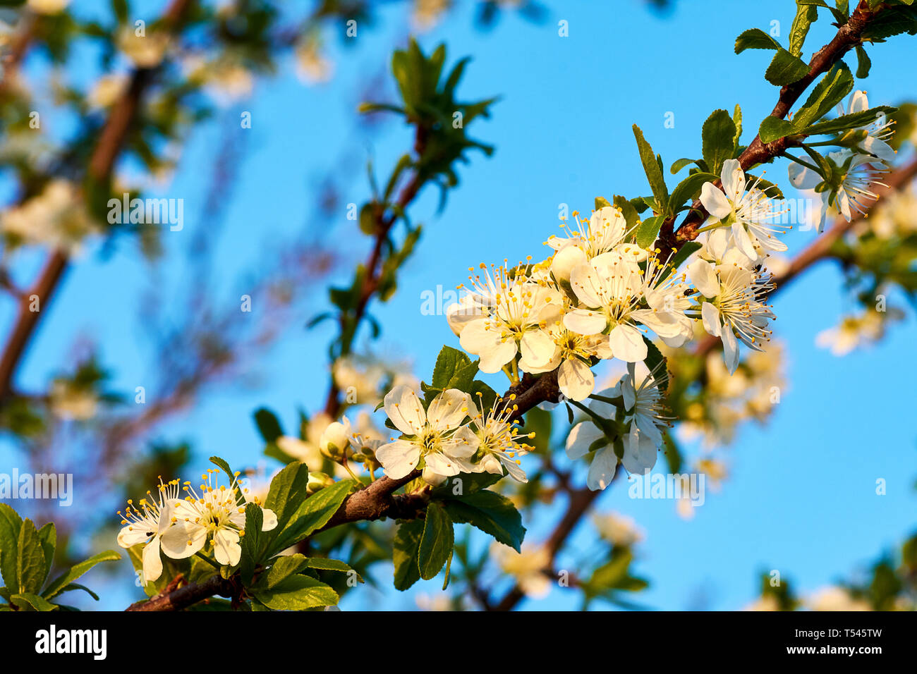 Vista ingrandita del bianco dei fiori di ciliegio sul prato in foresta con sole. Sunny serata primaverile con cielo blu. Foto Stock