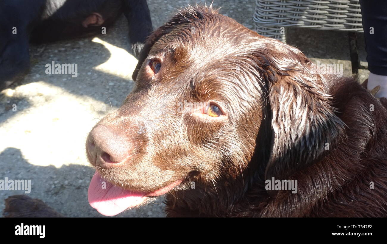 Il cioccolato Labrador bagnate dopo la riproduzione di disco. Prese a Seaton, DEVON REGNO UNITO Foto Stock