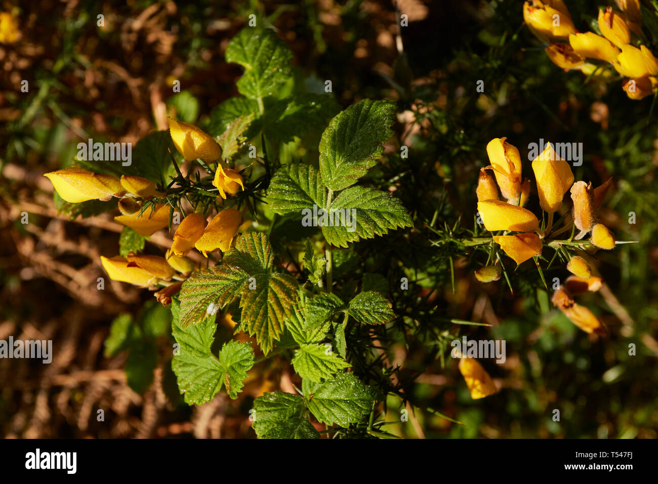 Sorprendente giallo gorse fiore nel sole di primavera. London, England, Regno Unito, Europa Foto Stock