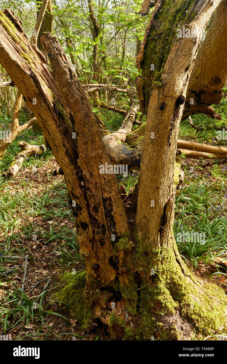 Split tronco di albero in sole di primavera con sfondo di bosco Foto Stock