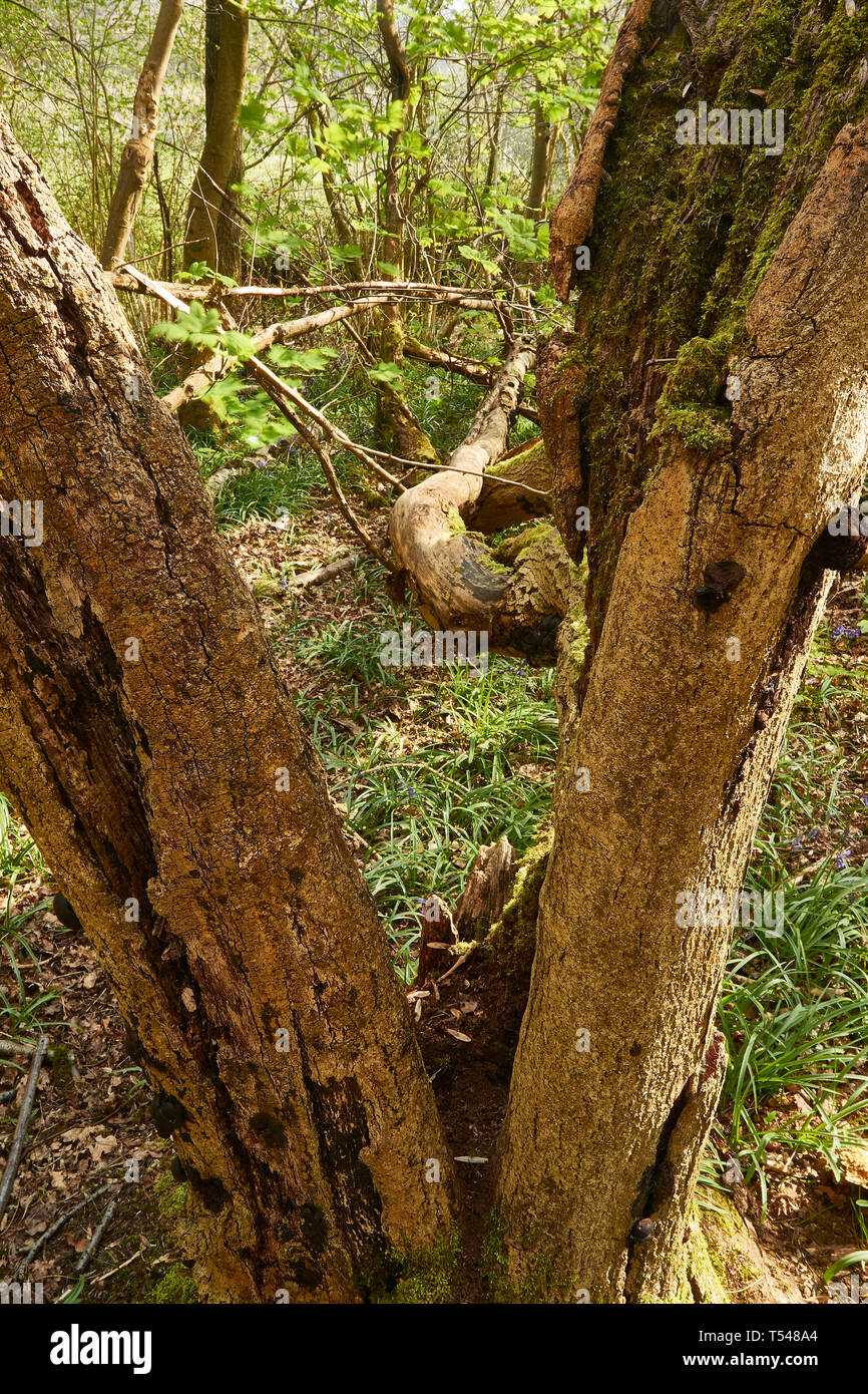 Split tronco di albero in sole di primavera con sfondo di bosco Foto Stock