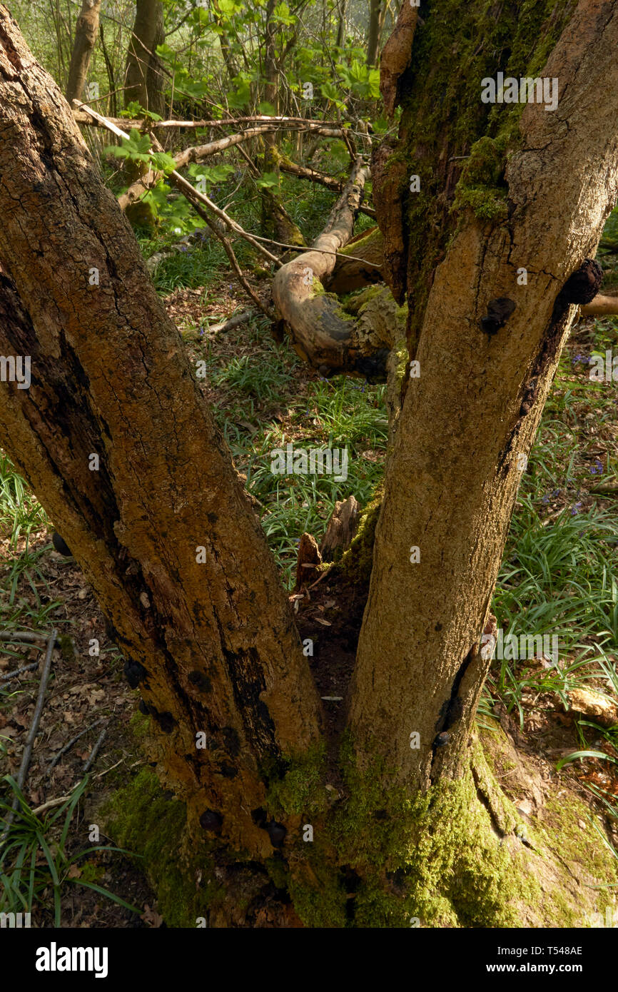 Split tronco di albero in sole di primavera con sfondo di bosco Foto Stock