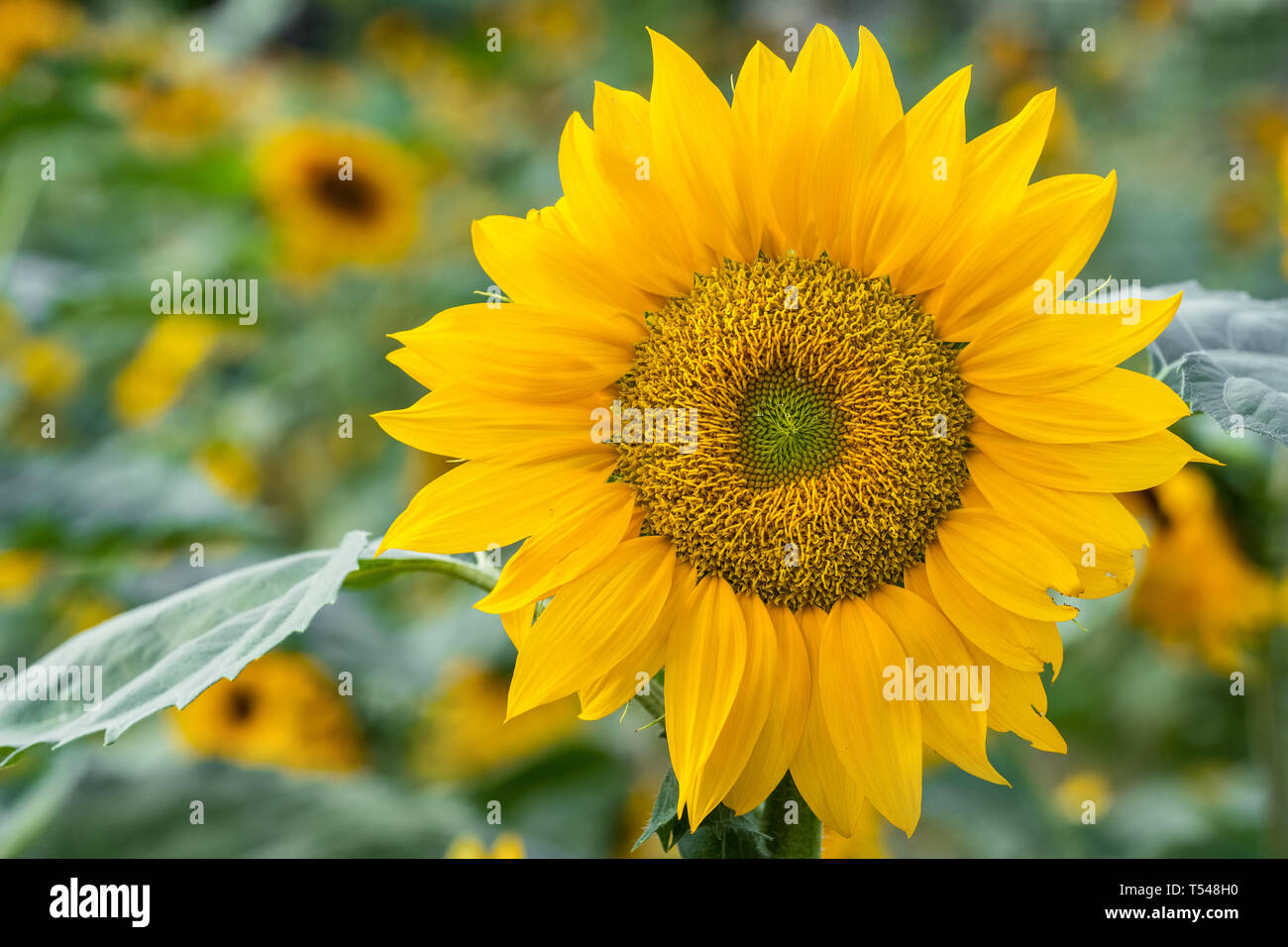 Close-up di girasole blooming sfondo naturale. Foto Stock