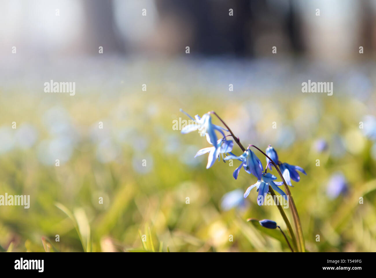 Blue fiori di primavera in una giornata di sole nel parco Foto Stock