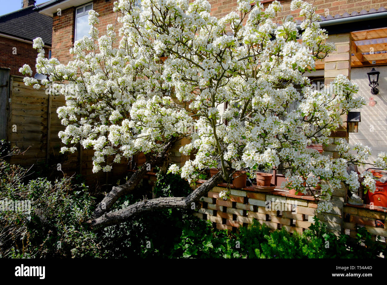 Pero in piena fioritura nel giardino suburbano di Londra. Foto Stock