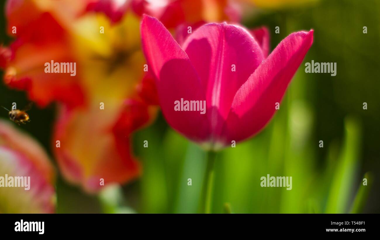 Di un bel colore rosa Tulip Foto Stock