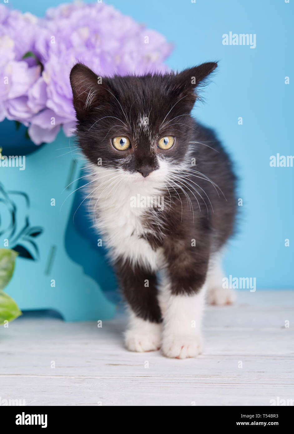 Un giocoso gattino guarda a destra. Un gatto sorge accanto ad una confezione decorativa con fiori Foto Stock