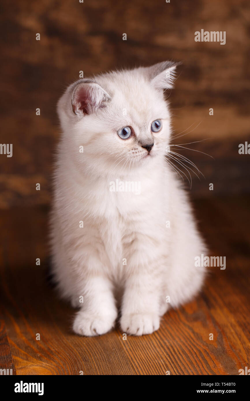 Scottish dritto cat color crema. Come un elemento del design della vetrina. Soffice bianco gattino guarda a destra Foto Stock