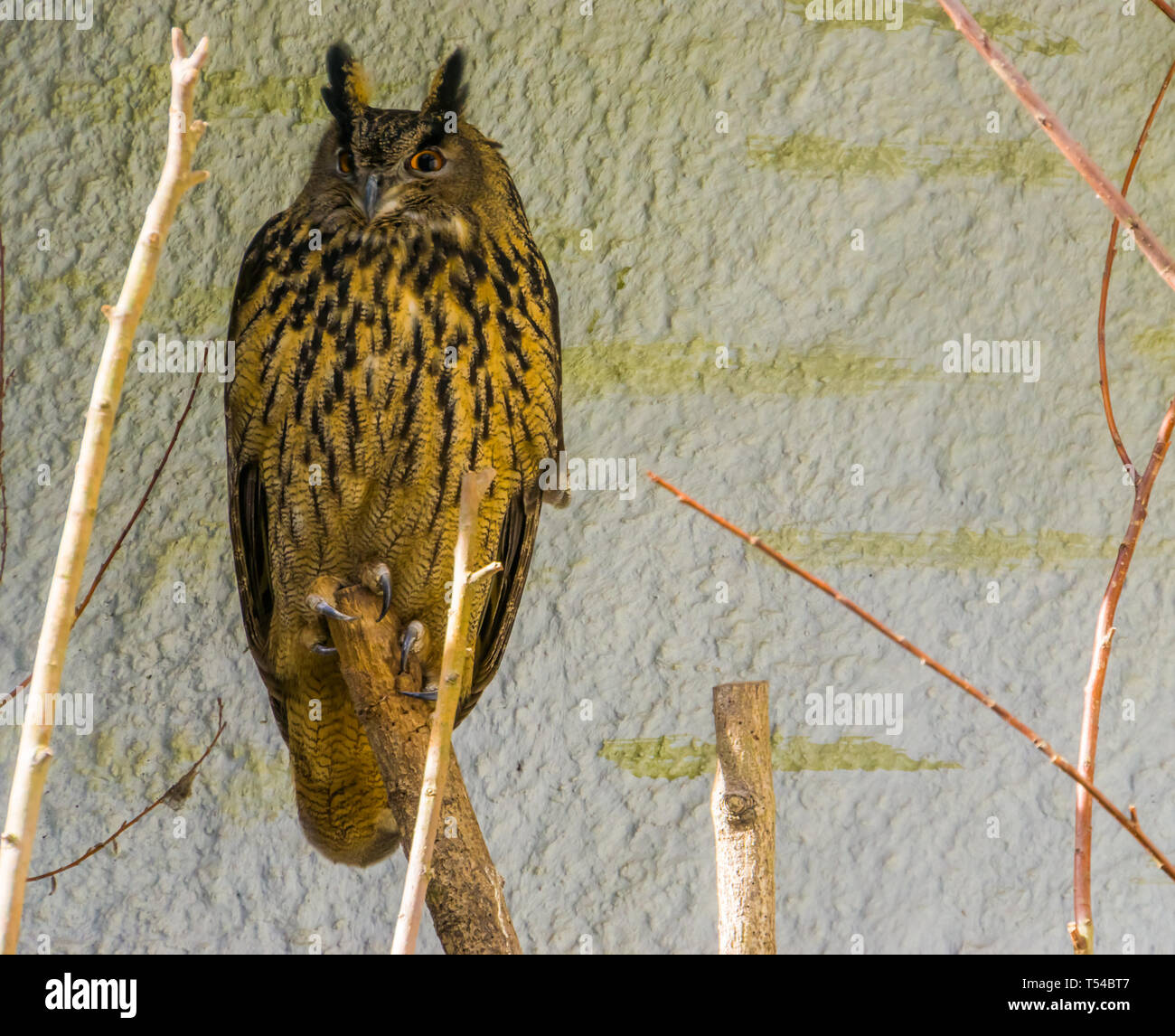 Ritratto di un gufo reale seduto su un ramo di albero, common bird da Eurasia Foto Stock