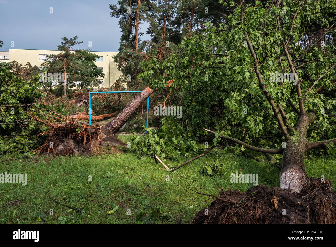 Le conseguenze di un uragano. Rotture di alberi in un parco dopo la tempesta. Condizioni meteorologiche estreme concept Foto Stock