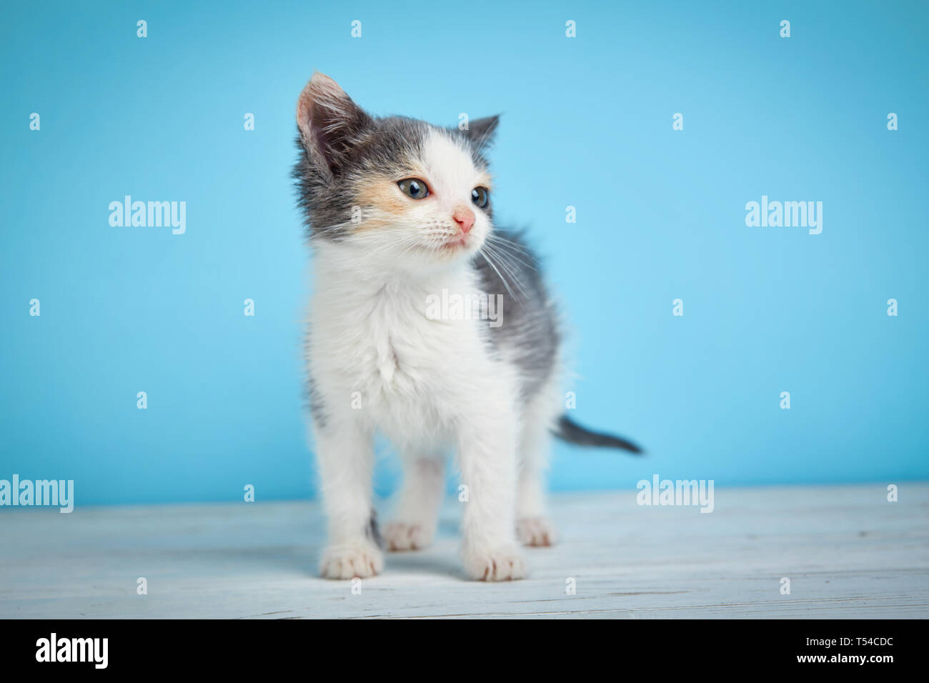 Il gatto guarda a destra. Un carino gattino camminare intorno al tavolo su sfondo azzurro. Foto Stock
