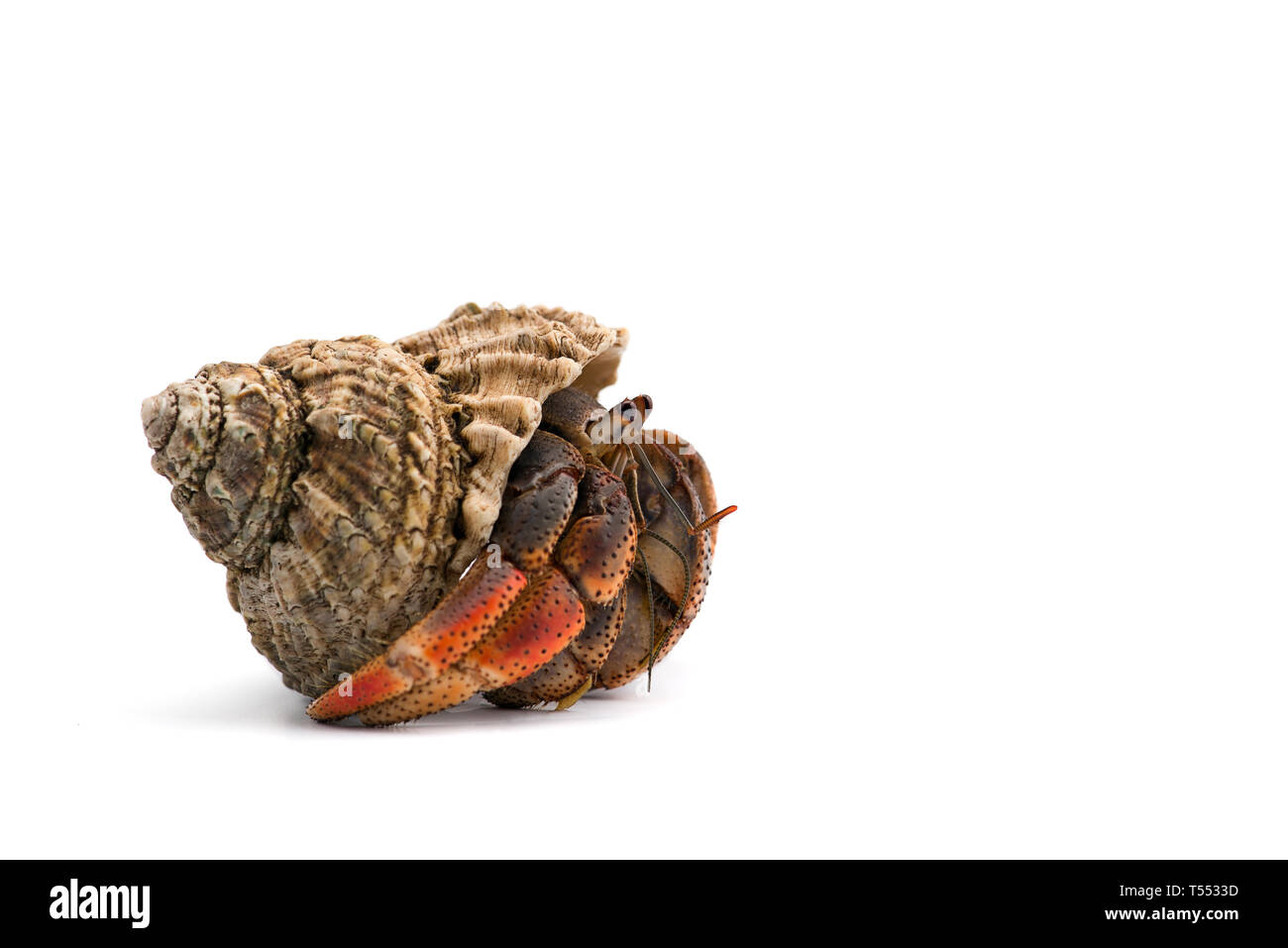 Il granchio eremita isolato su sfondo bianco Foto Stock