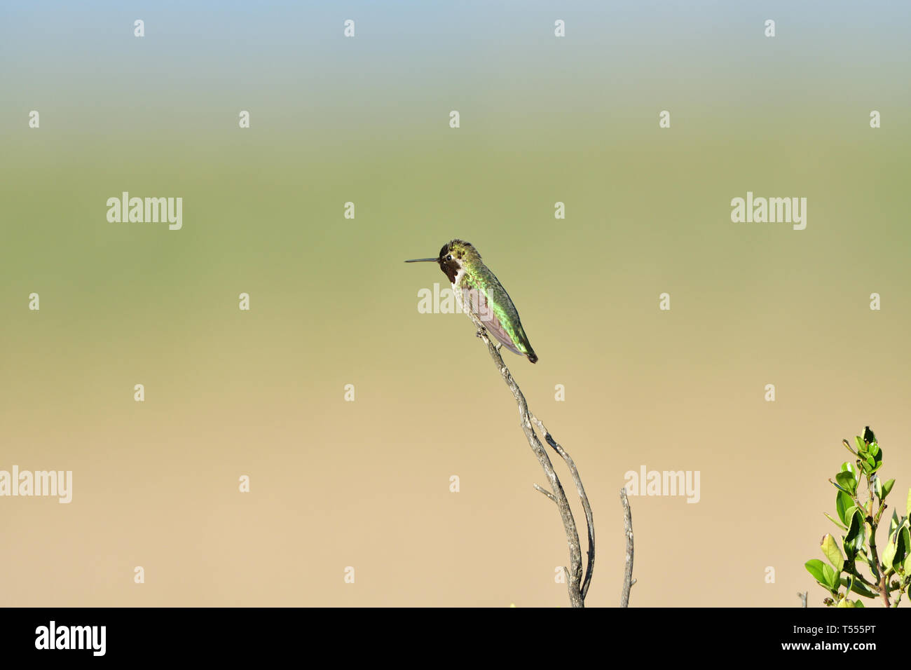 Anna's Hummingbird in appoggio Foto Stock