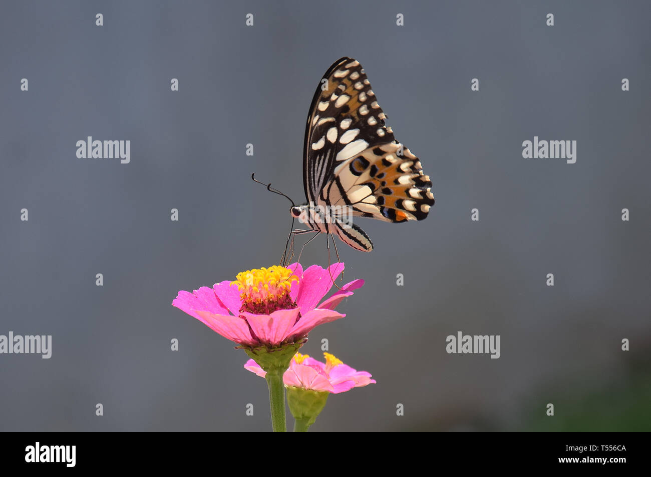 Fiori e farfalla in giardino, street, tutte intorno al vostro fianco, con il bellissimo colore, colore giallo, come tempo di estate Foto Stock