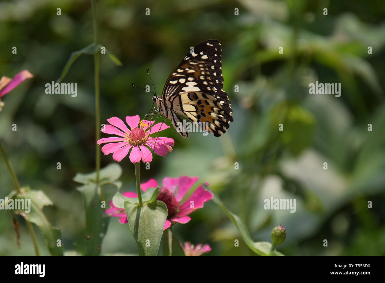 Fiori e farfalla in giardino, street, tutte intorno al vostro fianco, con il bellissimo colore, colore giallo, come tempo di estate Foto Stock