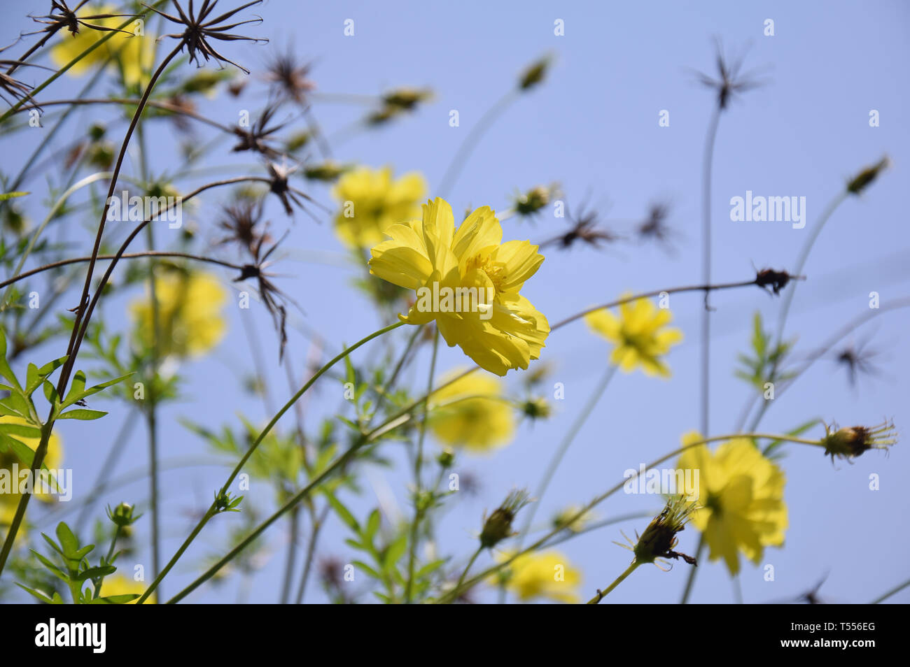 Fiori e farfalla in giardino, street, tutte intorno al vostro fianco, con il bellissimo colore, colore giallo, come tempo di estate Foto Stock