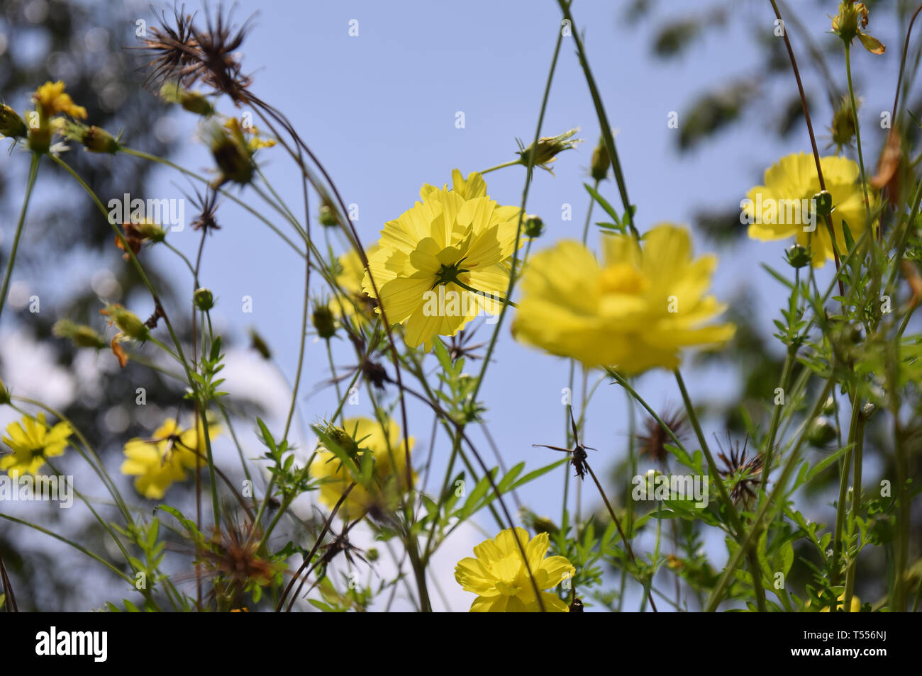 Fiori e farfalla in giardino, street, tutte intorno al vostro fianco, con il bellissimo colore, colore giallo, come tempo di estate Foto Stock