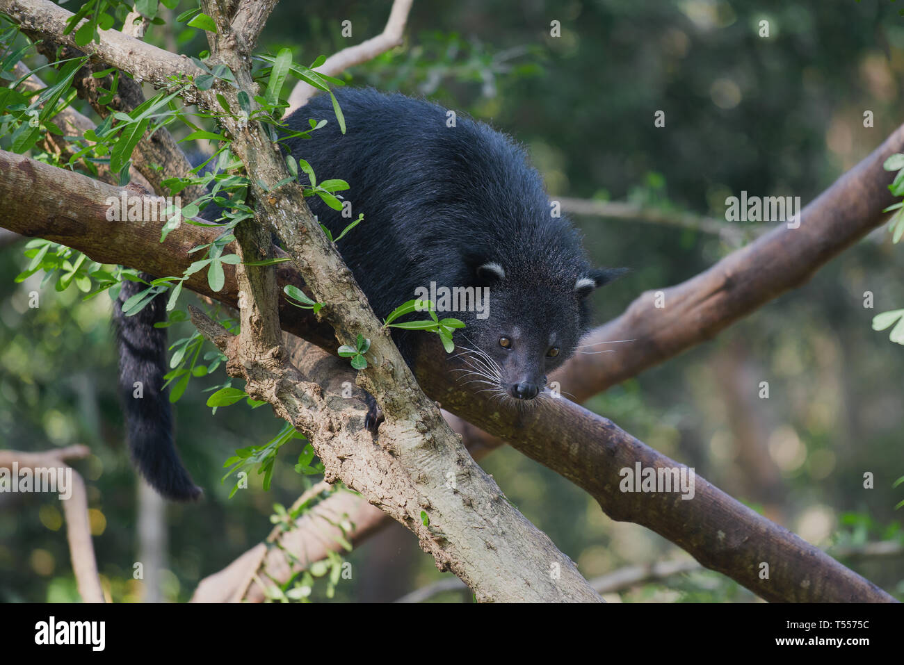 Binturong (cat bear) sui rami di un albero in una giornata di sole Foto Stock