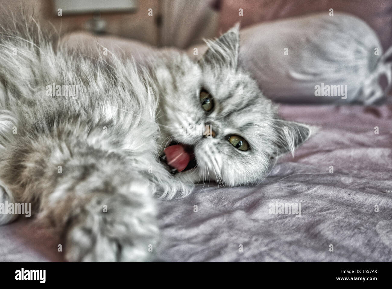 Questa unica immagine mostra un Chinchilla gatto persiano di nome Lucia. Si può chiaramente vedere i loro occhi più belli Foto Stock