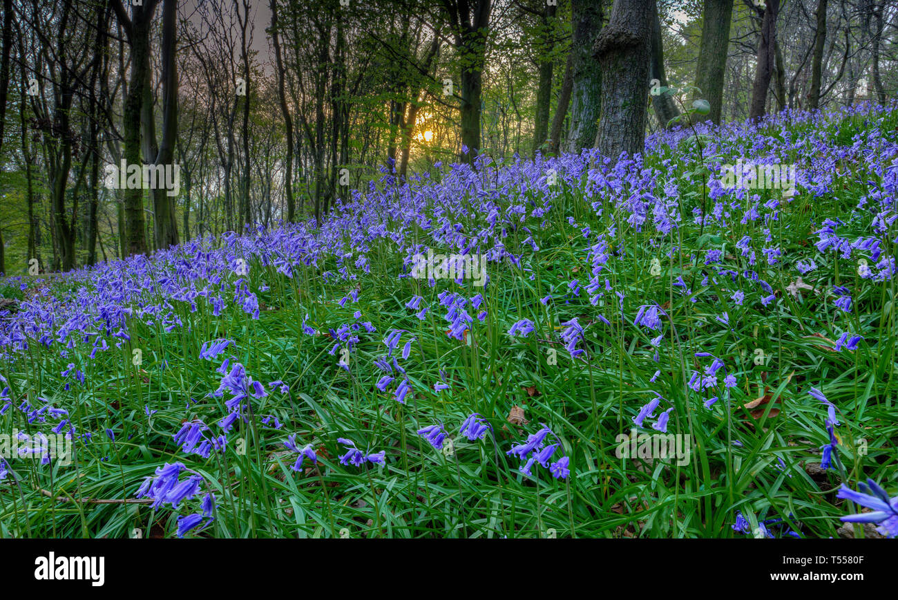 Tramonto a Bluebell legno in Margam Foto Stock