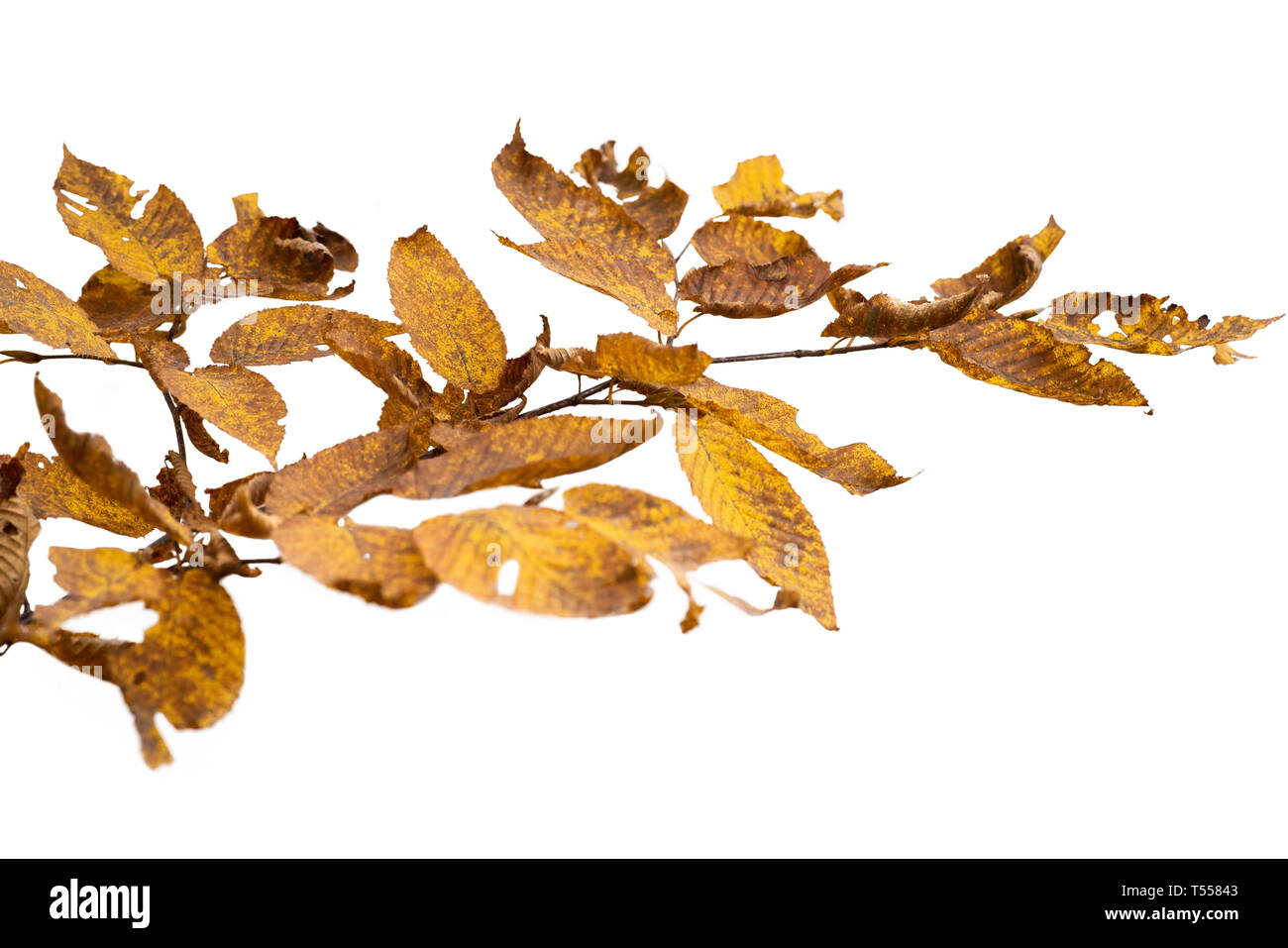 Il ramo di foglie di autunno isolato su uno sfondo bianco Foto Stock