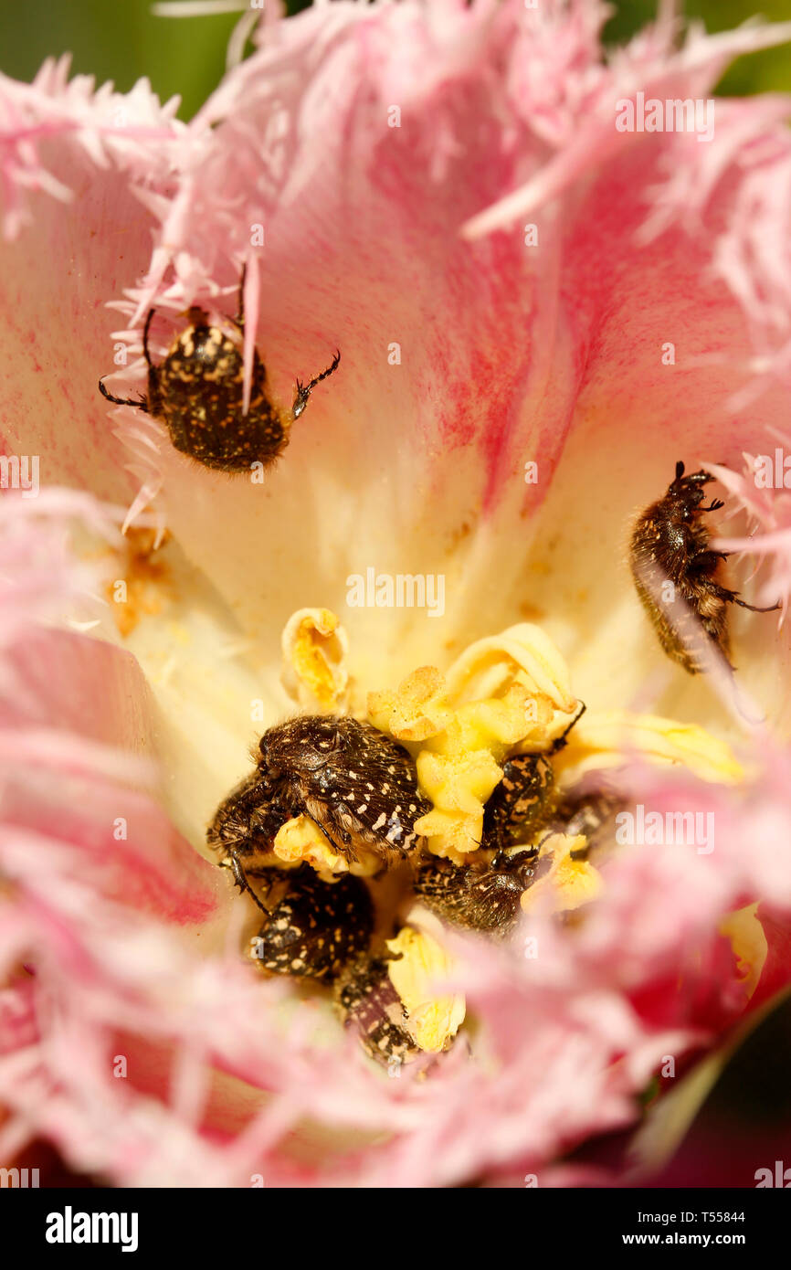 Coleotteri di mangiare il polline su un tulipano fiore. Foto Stock