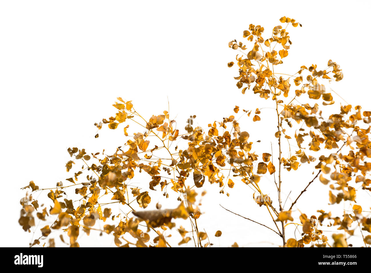 Il ramo di foglie di autunno isolato su uno sfondo bianco Foto Stock