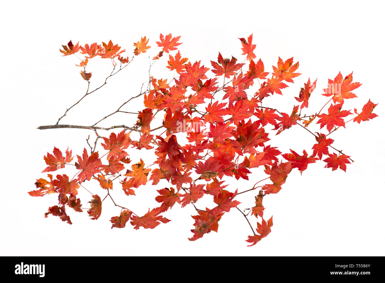 Il ramo di foglie di autunno isolato su uno sfondo bianco Foto Stock