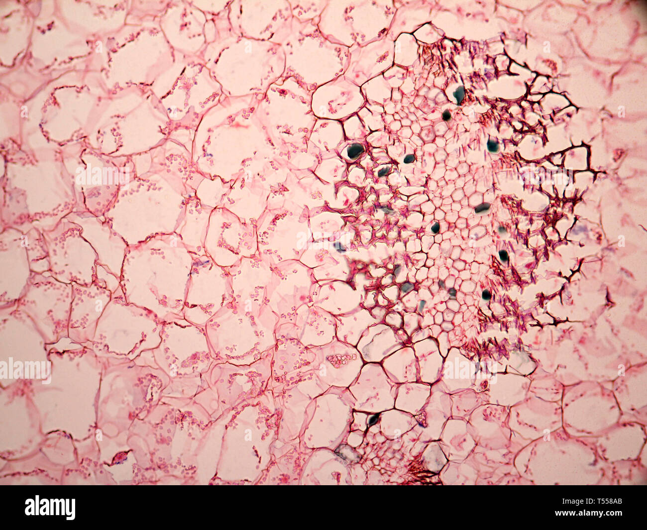 Cellule di semi di caffè. Foto Stock