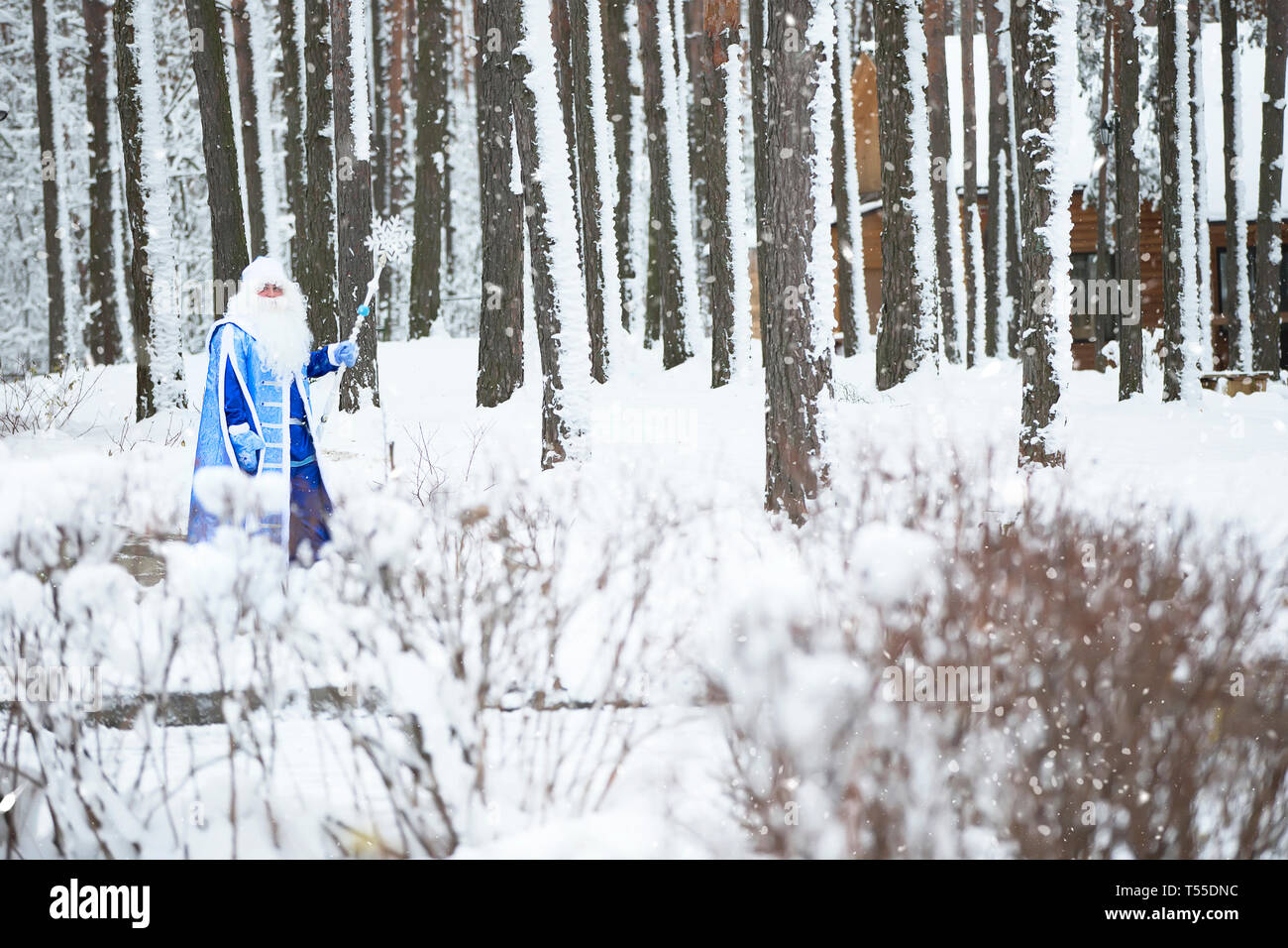 La Bielorussia, la città di Gomel, il 23 dicembre, 2017. Il villaggio di foresta. Le vacanze di Natale.Padre gelo russo. Coperte di neve foresta con Babbo Natale Foto Stock