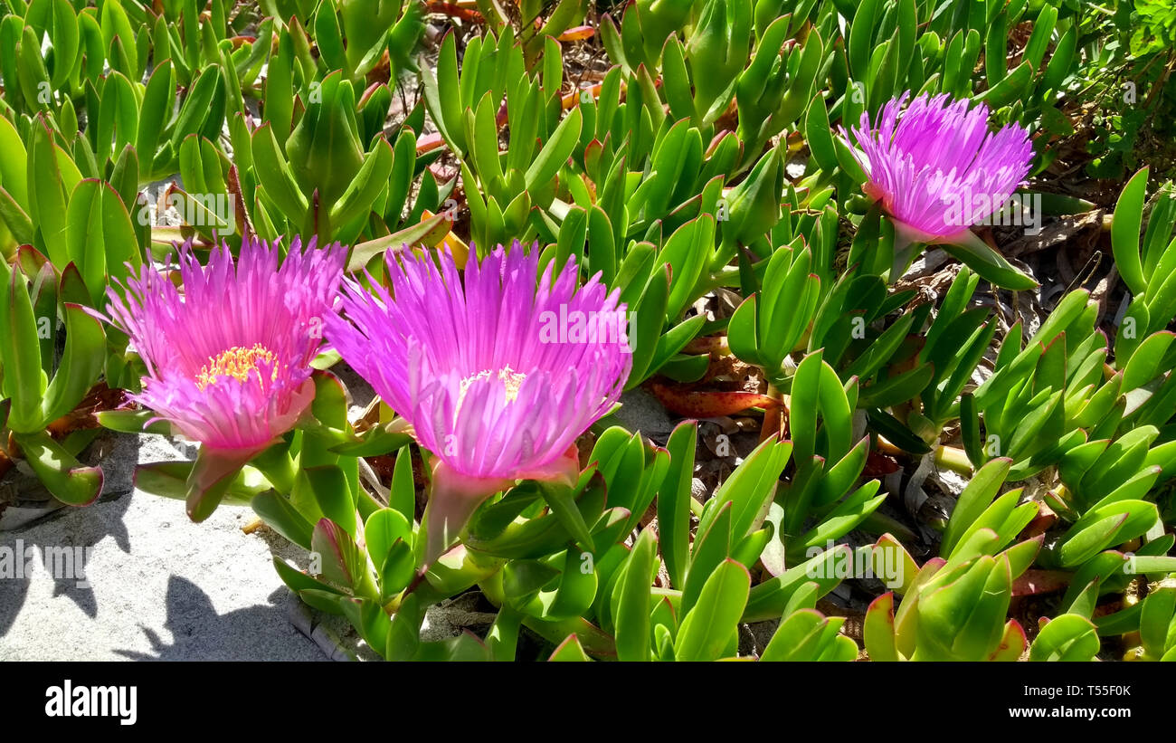 Vista dettagliata del Carpobrotus Edulis (Hottentot-fig) fucsia fiori sulla sabbia bianca della spiaggia di Budoni in Sardegna Foto Stock