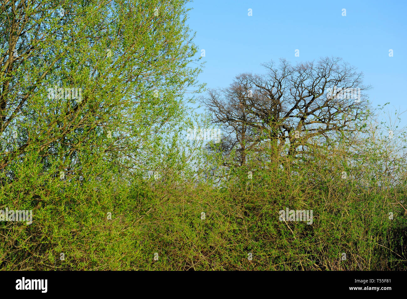 Fresche, fiori, naturale, natur, molla, stagione, salute, bellezza naturale, stagione, meteo,campagna, azienda agricola, Campo Fiore, telaio, giardino, giardinaggio Foto Stock