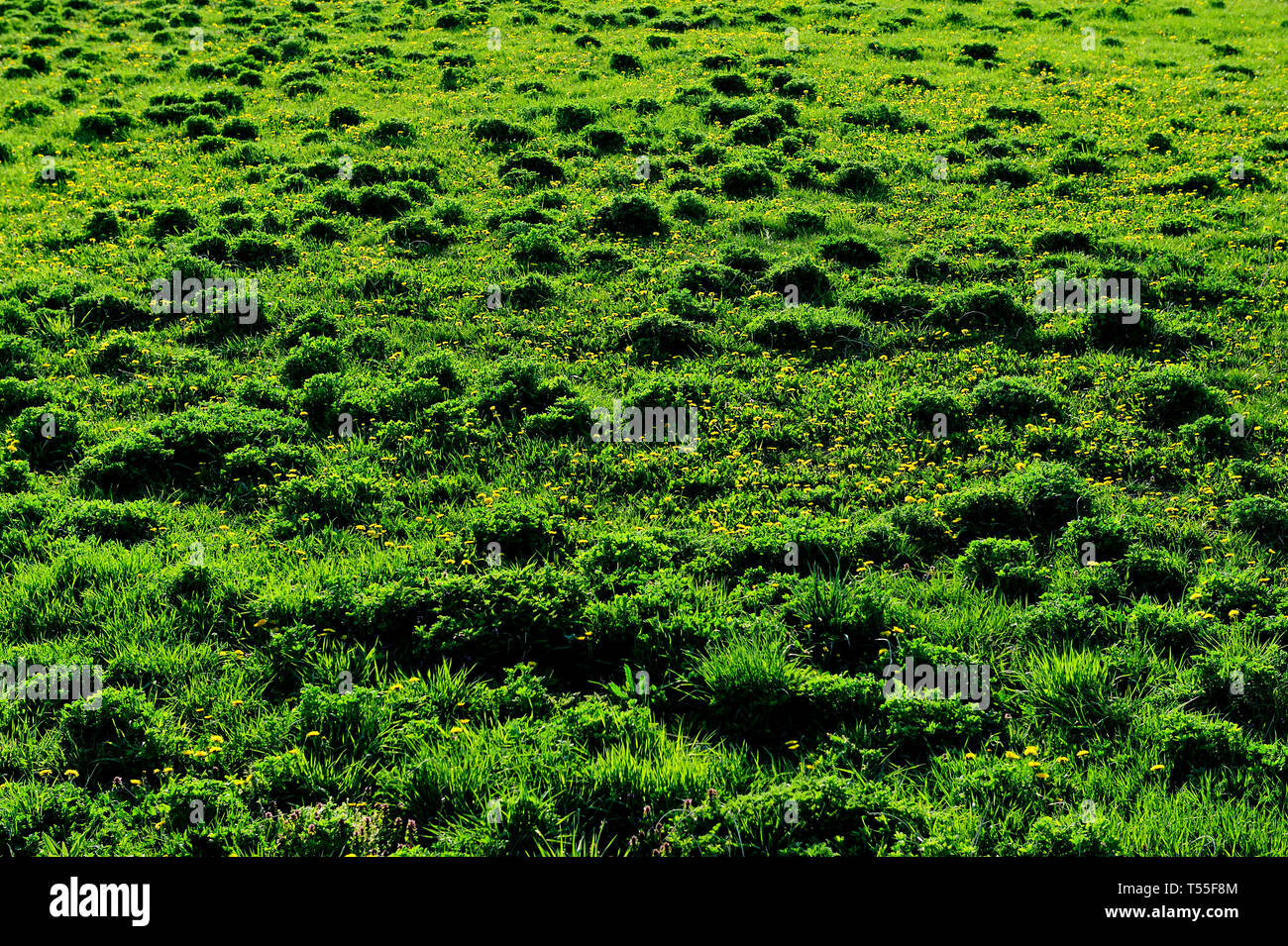 Fresche, fiori, naturale, natur, molla, stagione, salute, bellezza naturale, stagione, meteo,campagna, azienda agricola, Campo Fiore, telaio, giardino, giardinaggio Foto Stock