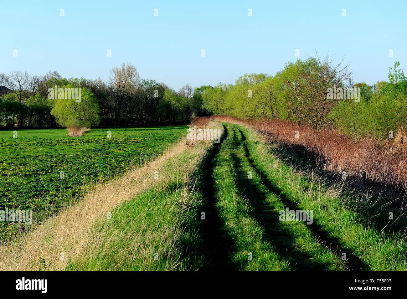 Fresche, fiori, naturale, natur, molla, stagione, salute, bellezza naturale, stagione, meteo,campagna, azienda agricola, Campo Fiore, telaio, giardino, giardinaggio Foto Stock