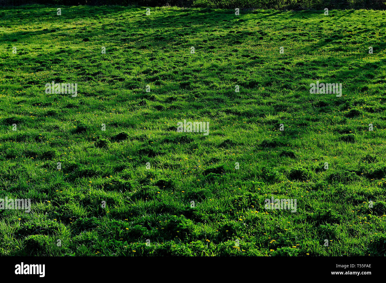 Fresche, fiori, naturale, natur, molla, stagione, salute, bellezza naturale, stagione, meteo,campagna, azienda agricola, Campo Fiore, telaio, giardino, giardinaggio Foto Stock