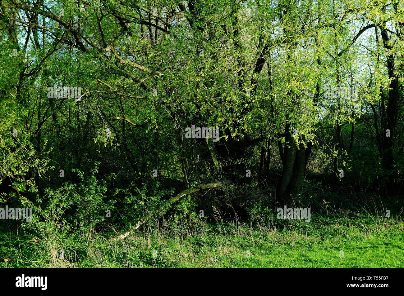Fresche, fiori, naturale, natur, molla, stagione, salute, bellezza naturale, stagione, meteo,campagna, azienda agricola, Campo Fiore, telaio, giardino, giardinaggio Foto Stock