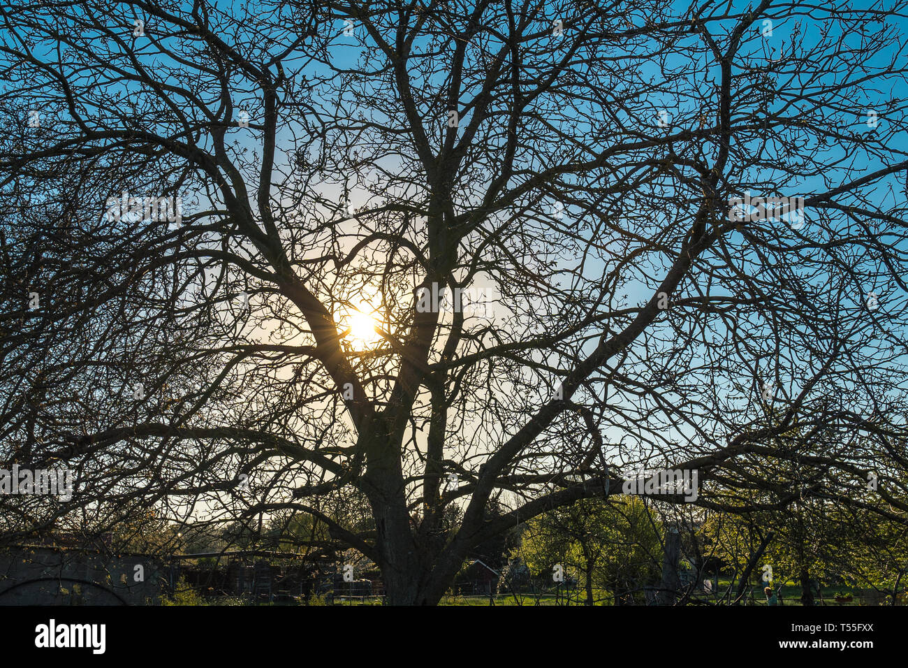 Sun esce dietro a un albero (crepuscolo) Foto Stock