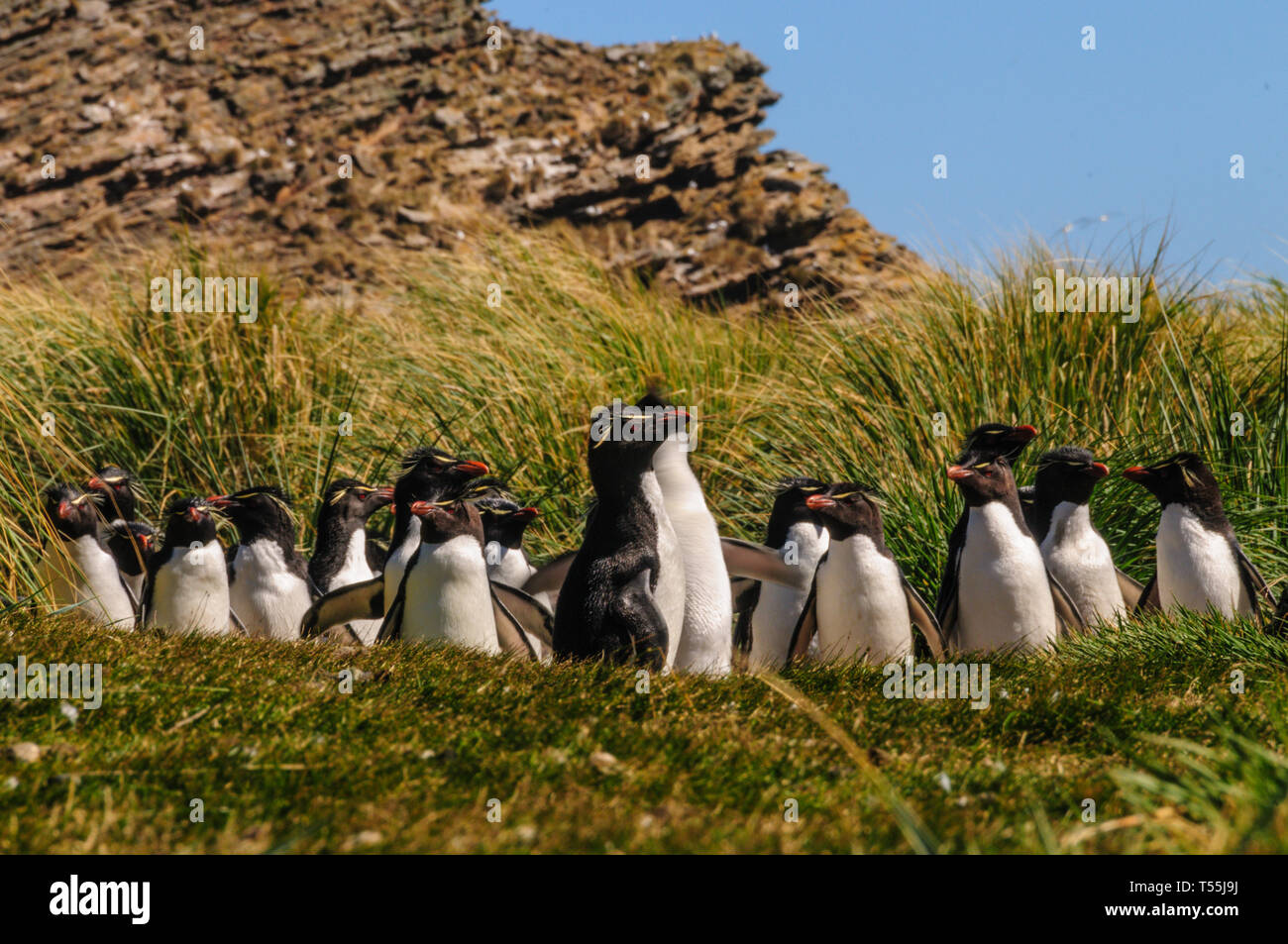 Pinguini saltaroccia Foto Stock