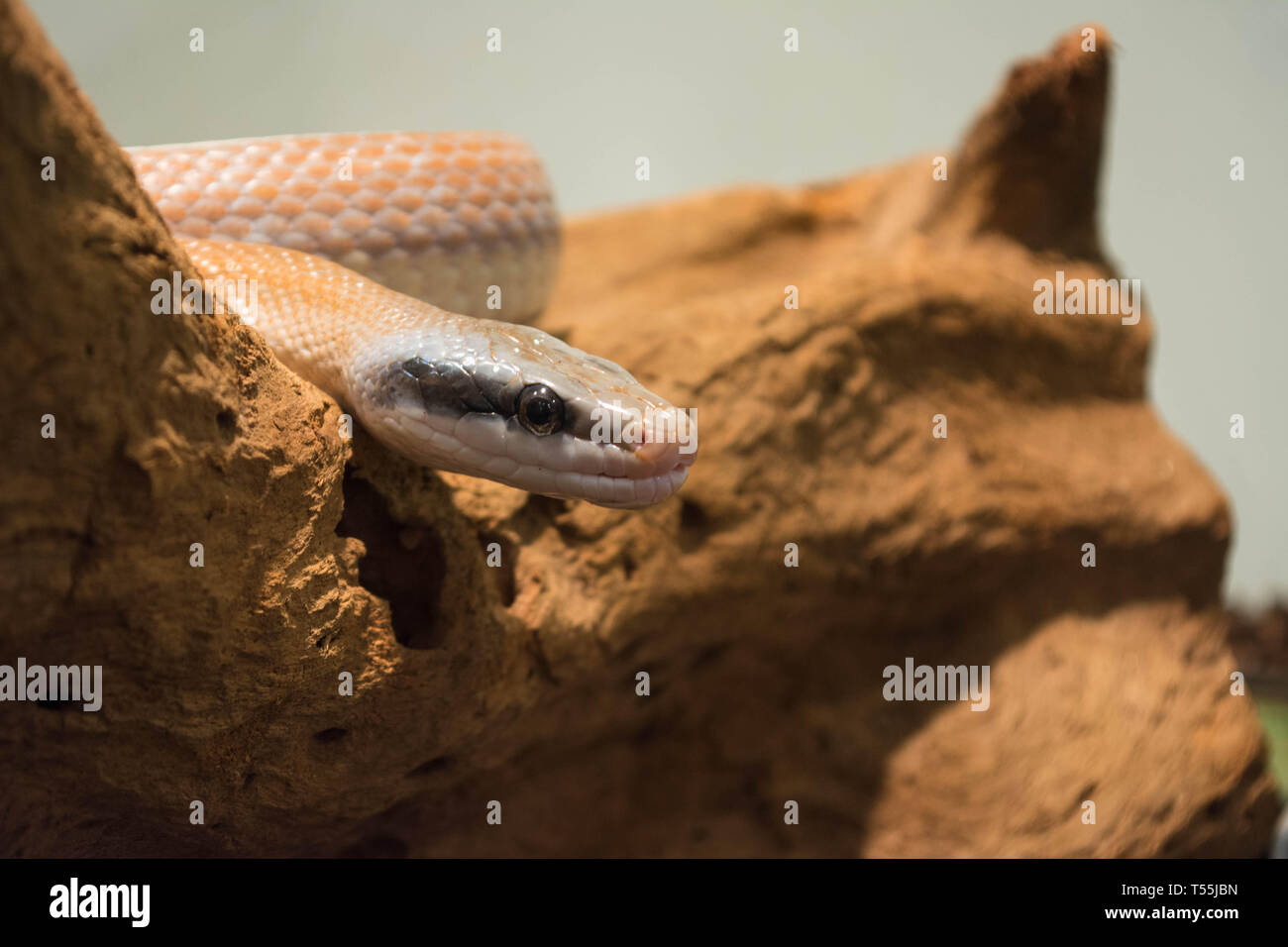 Cavernicola serpente di ratto Foto Stock