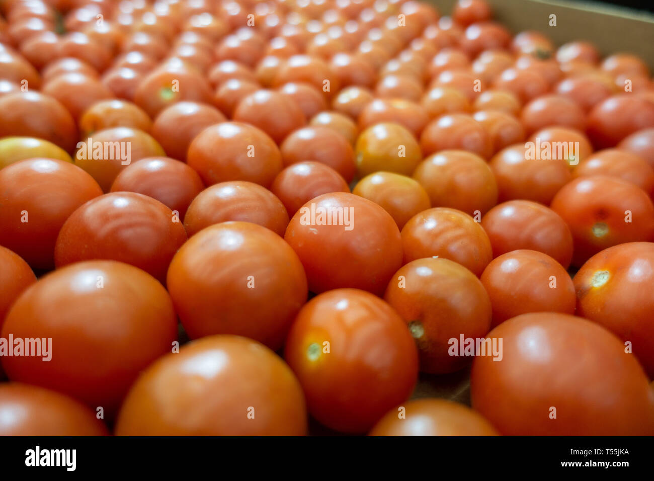 Rossi pomodori ciliegini sfondo, chiudere i piccoli pomodori Foto Stock
