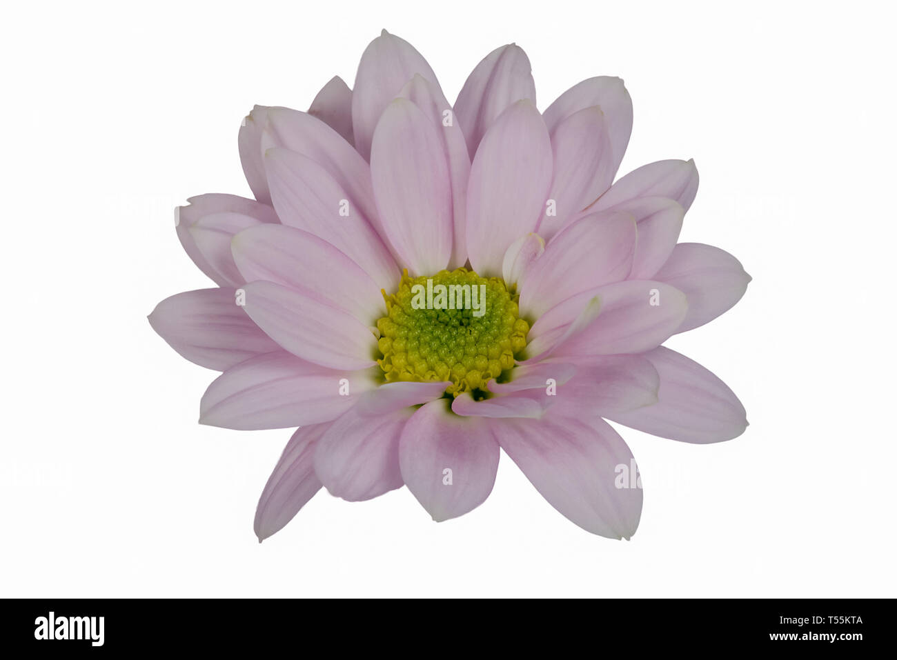 Primo piano focus impilati colpo di un isolato di luce fiore lila isolato su sfondo bianco con tracciato di ritaglio Foto Stock